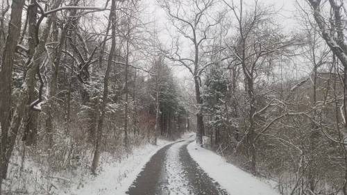 A winding path through a snowy forest, with bare trees and a light dusting of snow on the ground.