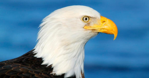 Close-up of a bald eagle's head, showcasing its white feathers and bright yellow beak against a blue background.