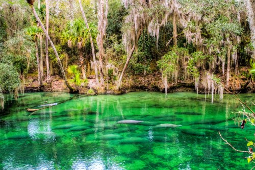 A serene green river surrounded by lush trees and hanging moss, with manatees visible beneath the water's surface.