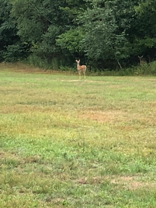 A deer stands in a grassy field surrounded by trees.