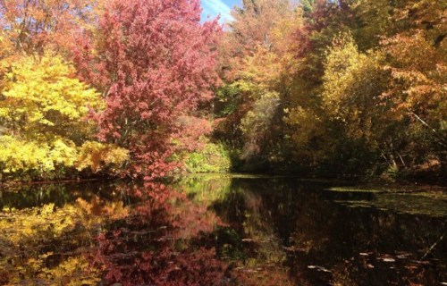 A serene pond surrounded by vibrant autumn foliage reflecting colorful trees in the water.