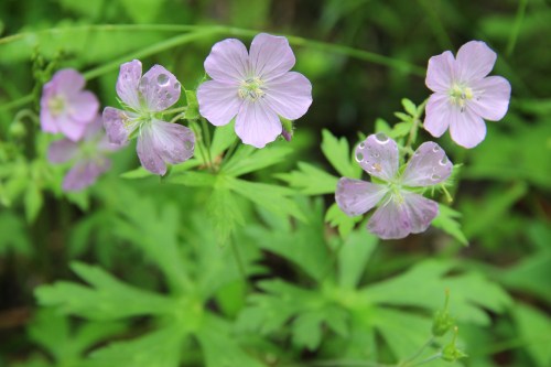 Delicate pink flowers with raindrops, surrounded by vibrant green leaves in a natural setting.