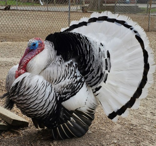 A large turkey displaying its colorful feathers in a farmyard setting.