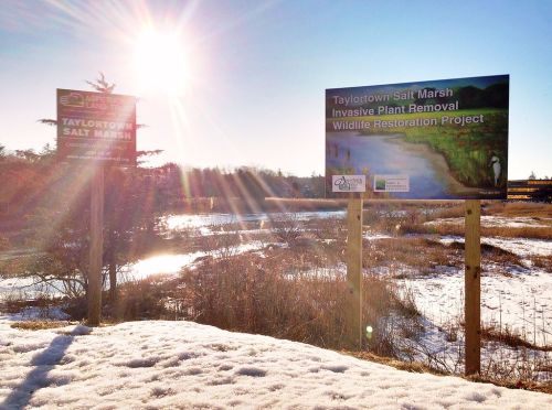 Two signs at Taylortown Salt Marsh, highlighting an invasive plant removal and wildlife restoration project, with a sunny backdrop.