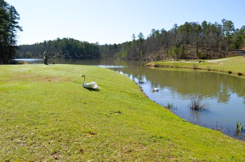 A serene lake scene with a swan on the grass, a person standing nearby, and trees lining the water's edge.