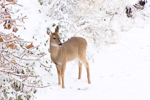 A deer stands in a snowy landscape, surrounded by frosted trees and bushes.