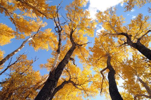 Looking up at tall trees with vibrant yellow leaves against a bright blue sky and scattered clouds.
