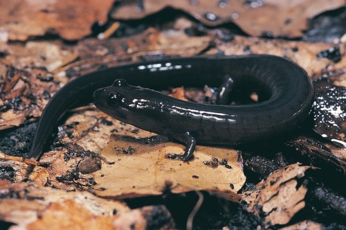 A dark-colored salamander resting on a bed of fallen leaves in a forest setting.