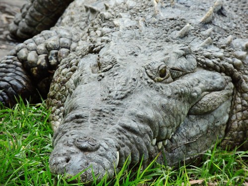 Close-up of a crocodile resting on grass, showcasing its textured skin and sharp eyes.