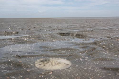 A close-up of a sandy beach with rippled patterns and a sand dollar partially buried in the foreground.