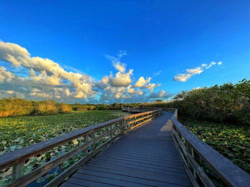 A wooden boardwalk winds through a lush wetland under a bright blue sky with fluffy clouds.