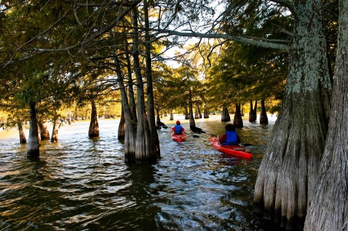 Two kayakers navigate through a serene, tree-lined waterway with cypress trees reflecting golden sunlight.