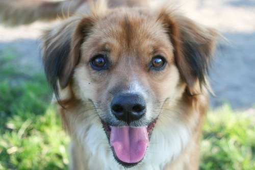 A happy dog with a golden-brown coat and a big smile, standing on grass with a blurred background.