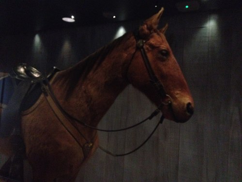A close-up of a brown horse with a saddle, set against a dark, textured background.