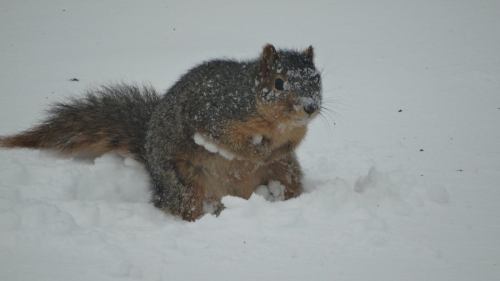 A squirrel covered in snow stands in a snowy landscape, looking curiously at its surroundings.
