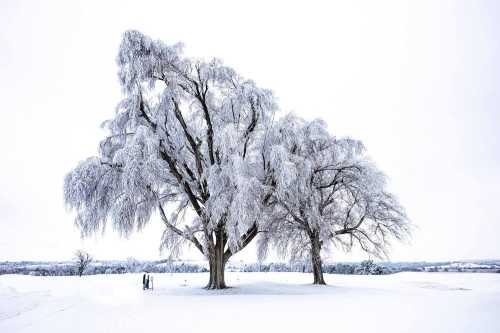 Two people stand beneath large, snow-covered trees in a serene winter landscape.