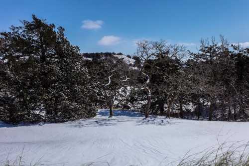 A snowy landscape with bare trees and evergreen foliage under a clear blue sky.