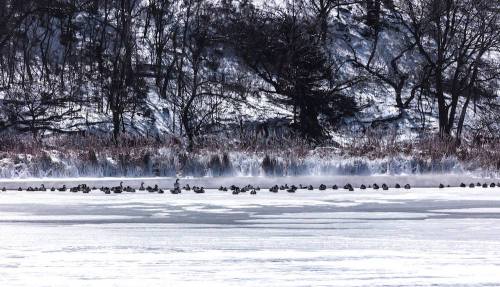 A snowy landscape with a frozen lake, where a line of ducks is resting on the ice, surrounded by trees.