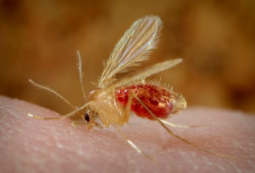 Close-up of a small, golden mosquito-like insect resting on a light-colored surface.