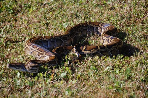 A large python snake slithering across green grass in a sunny outdoor setting.