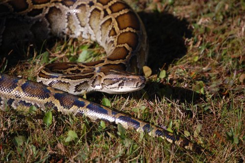 A close-up of a large python resting on green grass, showcasing its patterned scales and calm demeanor.