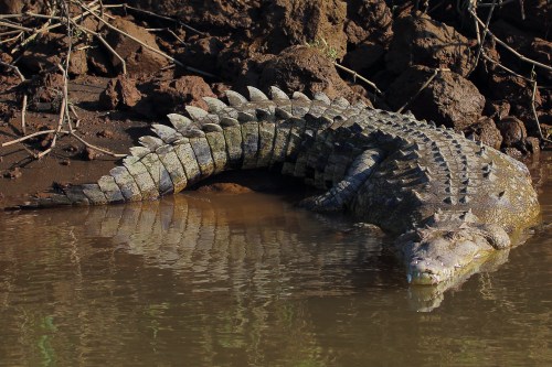 A large crocodile resting on the riverbank, partially submerged in water, surrounded by muddy terrain and vegetation.