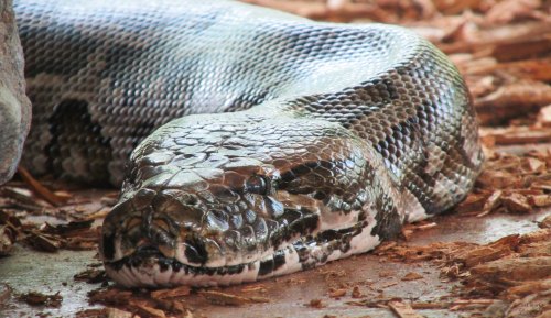 A close-up of a large snake resting on a bed of wood shavings, showcasing its textured scales and head.