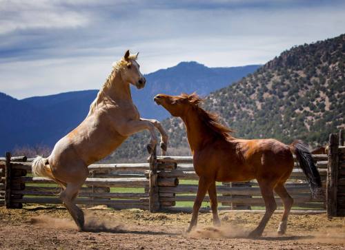 Two horses playfully spar in a dusty corral, with mountains and a blue sky in the background.