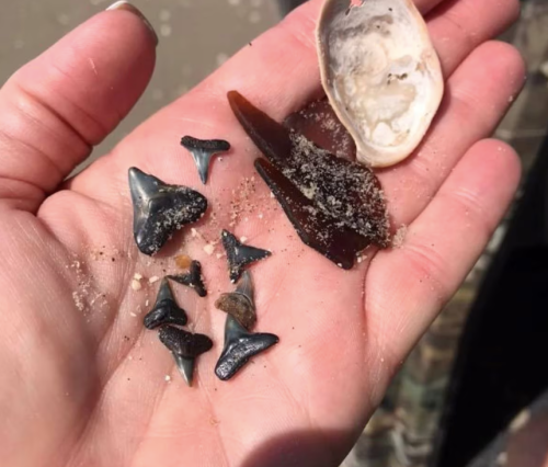 A hand holding various shark teeth and a shell, with sand visible on the palm.