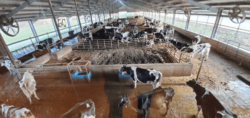 A spacious barn filled with cows, some grazing and others resting, with a dirt floor and feeding troughs.