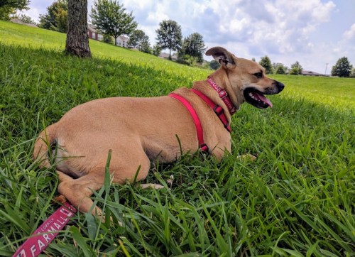 A tan dog with a harness lies in green grass, enjoying a sunny day with trees in the background.