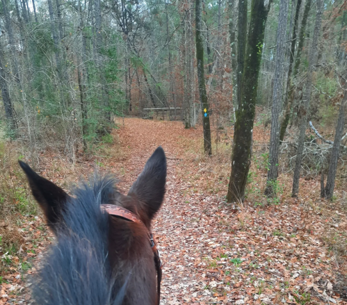 View from a horse's back on a wooded trail covered in autumn leaves, surrounded by trees.