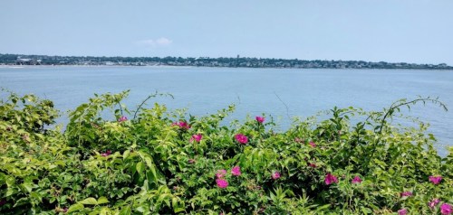 A serene view of a calm body of water with lush green foliage and pink flowers in the foreground.