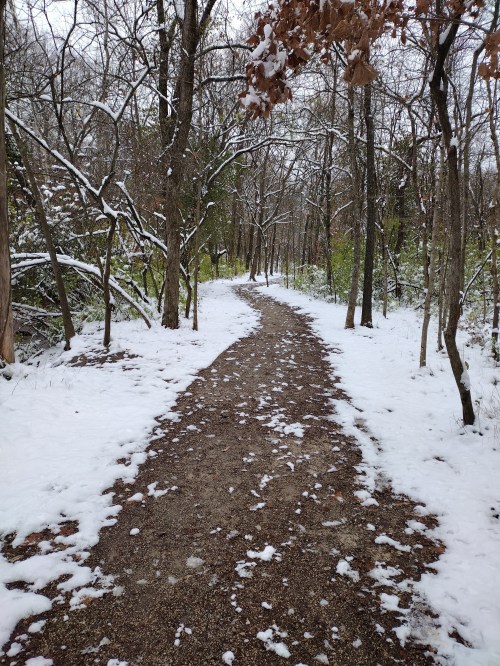 A winding path through a snowy forest, surrounded by trees and patches of green foliage.
