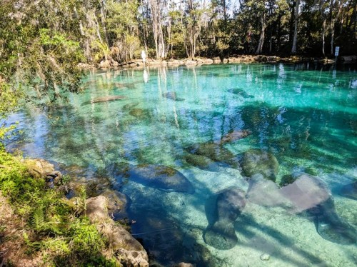 Clear turquoise water in a natural spring, with visible rocks and greenery surrounding the serene landscape.