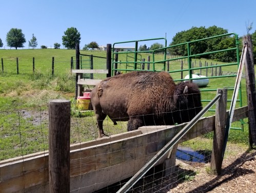 A bison stands near a wooden fence in a sunny pasture, with green trees and a blue sky in the background.