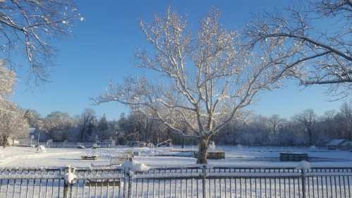 A snowy landscape featuring a bare tree, a fenced area, and a clear blue sky.