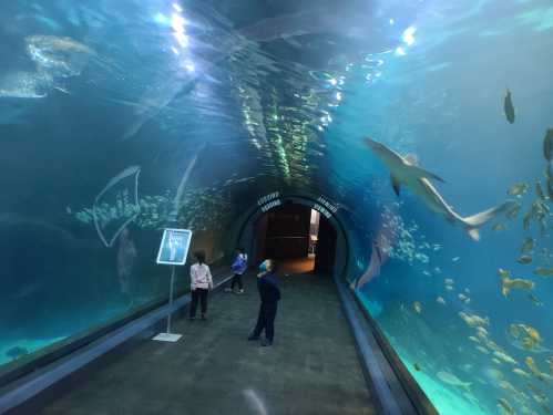 A tunnel aquarium with children observing sharks and fish swimming in clear blue water.