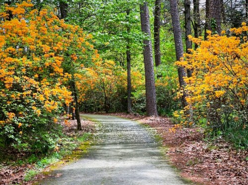 A winding path through a vibrant forest, lined with orange flowers and lush green trees.