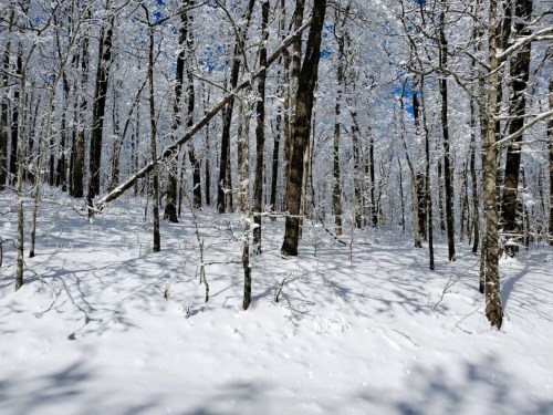 A snowy forest scene with trees covered in frost and a bright blue sky peeking through the branches.