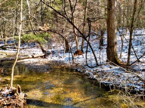 A deer walks along a snowy forest edge beside a clear stream, surrounded by trees and winter scenery.