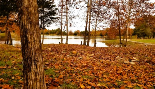 A serene lake surrounded by trees with autumn leaves, reflecting the fall colors in a peaceful landscape.
