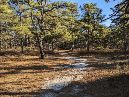 A sandy path winds through a forest of tall pine trees under a clear blue sky.