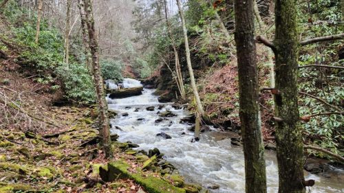 A serene forest scene featuring a flowing stream surrounded by trees and moss-covered rocks.