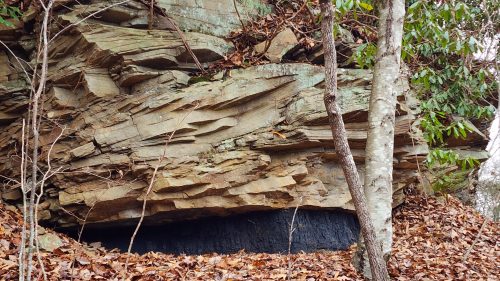 Layered rock formation with a dark base, surrounded by fallen leaves and trees in a natural setting.