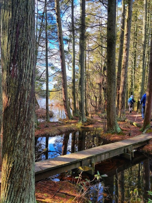 A wooden path through a forest with tall trees, reflecting in a calm water body, under a clear blue sky.