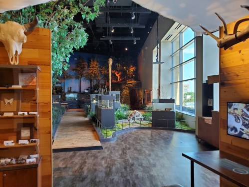 A nature exhibit featuring plants, animal displays, and wooden decor in a well-lit space.