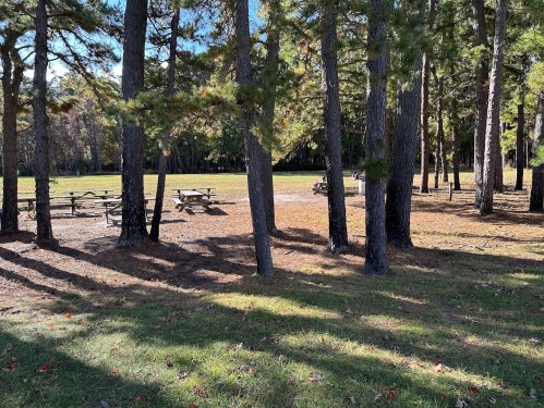 A serene park scene with tall trees, picnic tables in the background, and sunlight filtering through the branches.