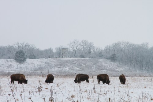 A snowy landscape with several bison grazing in a field, a stone structure and trees in the background.
