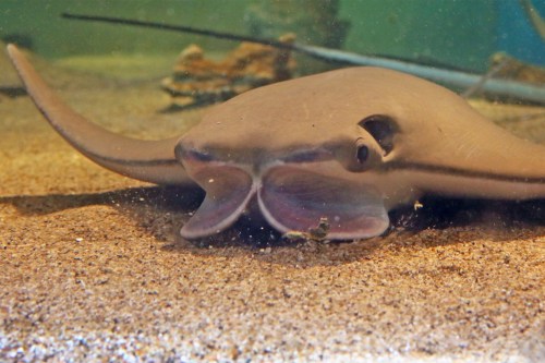 A close-up of a stingray resting on the sandy bottom of an aquarium, with its distinctive flat body and wide fins.